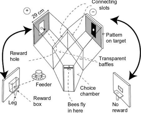 Figure 1 This Y-choice apparatus was used in all the experiments. The bees fly in at the front and make a choice at a fixed distance from the two targets