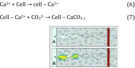 Fig -1 (Bacterial self healing process) 