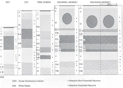 Figure 7 A schematic diagram depicting the general laminar and cellular patterns of labeling with cytochrome c oxidase in the primary visual cortex of various mammals studied (laminae are not drawn strictly to scale)