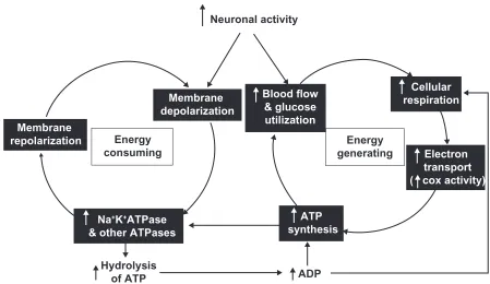 Figure 1 Schematic diagram of the tight coupling between neuronal activity and energy metabolism