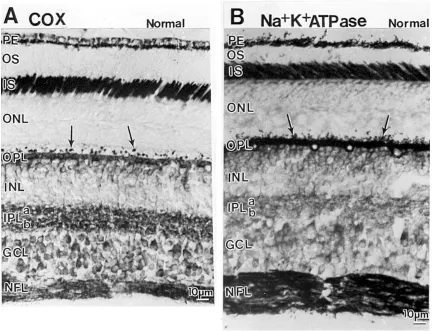 Figure 3 Comparison of sections of the macaque retina reacted for cytochrome c oxidase (COX) (A) or immunoreacted for Na+K+ATPase (B) The patterns are comparable between the two, except that cytochrome c oxidase labeling is more prominent in the iPL, where