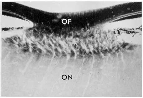 Figure 5 A transverse section of squirrel monkey optic disk. The unmyelinated portions of retinal ganglion cell axons (OF, optic fibers) within the eye are darkly reactive for cytochrome c oxidase