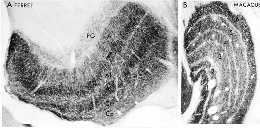 Figure 6 A) A parasagittal section of ferret lateral geniculate nucleus reacted for cytochrome c oxidase