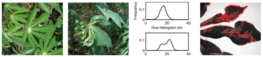 Fig. 1: Examples of healthy leaves (left), diseased leaves in-situ (middle left), histograms of diseased and healthy leaves (middle right) and examples of SIFT features extracted from a diseased crop image (right).