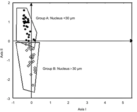 Table 3. Hippocampus cellular groups. Principal components analysis indicated two different groups A and B corresponding to the small and large pyramidal cells respectively
