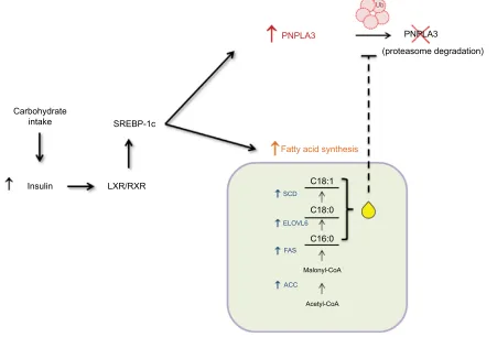 Figure 1 Mechanism of induction of PNPLA3.Notes: Carbohydrate intake increases insulin secretion from the pancreas, thus leading to heterodimerization of LXR with RXR in the liver
