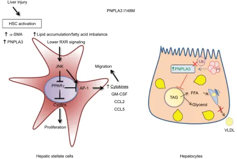 Figure 3 Differential molecular mechanisms of PNPLA3 I148M in HSCs and hepatocytes.Notes: HSCs are depicted in the left panel, in which activation and increase of proinflammatory FFAs directly activates JNK/AP-1 pathway, increasing HSCs proliferation and s