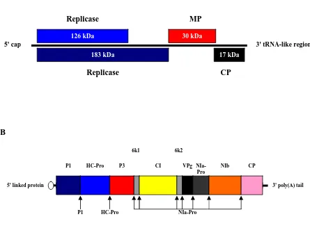 Fig. 1. Schematic representation of the tobamovirus and potyvirus genomes. A. 