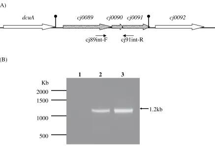 FIG. 1. Genomic organization and co-transcription of cj0089(B) RT-PCR was performed to determine the co-transcription ofusing primers cj89int-F and cj91int-R