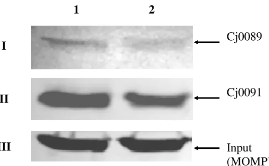 FIG. 2. Effect of cmeRprobed with anti-Cj0089 (panel I), anti-Cj0091 (panel II), and anti-MOMP (panel III).immunoblotting