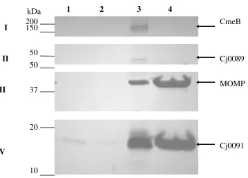 FIG. 4. Localization of Cj0089 and Cj0091 in C. jejuni. The cytosol fraction (lane 1),periplasm fraction (lane 2), inner membrane fraction (lane 3), and outer membranefraction (lane 4) were separated by SDS-PAGE and probed with anti-CmeB (panel I),anti-Cj0089 (panel II), anti-MOMP (panel III), and anti-Cj0091 (panel IV), respectively.