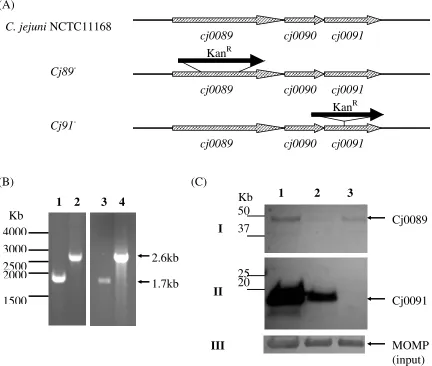 FIG. 5. Generation of deletional and insertional mutations in Cj0091 (panel II), and anti-MOMP (panel III)