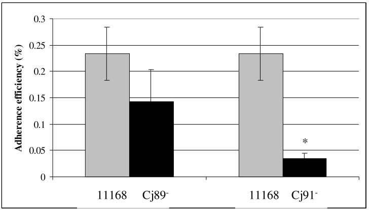 FIG. 6. Adherence of C. jejuni strain NCTC 11168 and its mutants to INT 407 cells. C.jejuni strain NCTC 11168, Cj89-, and Cj91- were inoculated onto monolayers of INT 407cells and incubated for 3 h follwed by washing
