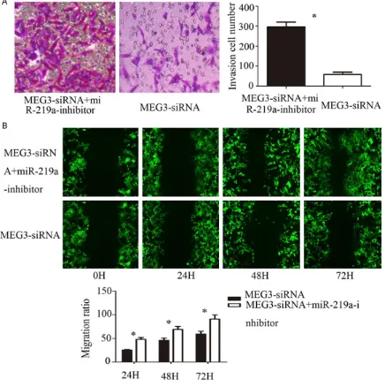 Figure 3. A. Effect of miR-219a on the invasion ability of A549 cells were detected after silencing MEG3 by Transwell matrigel invasion assays