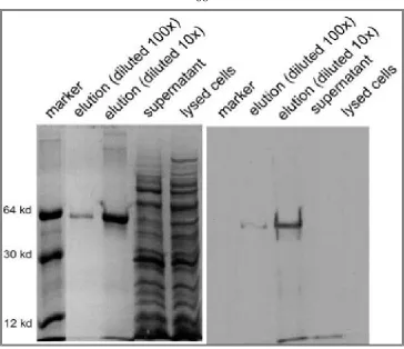 Figure 2 Purification and analysis of the human c-Myc protein. Full length c-Myc cDNA was 