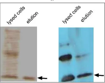Figure 3 Purification and analysis of human Max protein. Human Max protein was expressed 