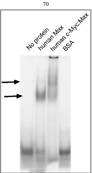 Figure 4 EMSA of c-Myc:Max and Max:Max complex. The purified human c-Myc and Max 