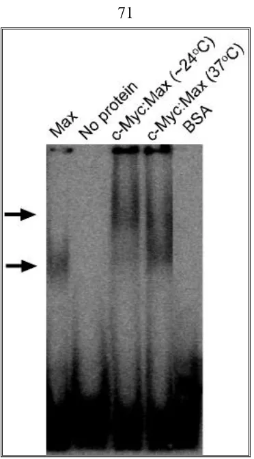 Figure 5 The effect of temperature on c-Myc:Max activity. 2μM c-Myc:Max was incubated in 