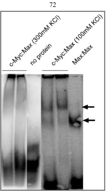 Figure 6 The influence of KCl concentration on binding of c-Myc:Max to the E box. 