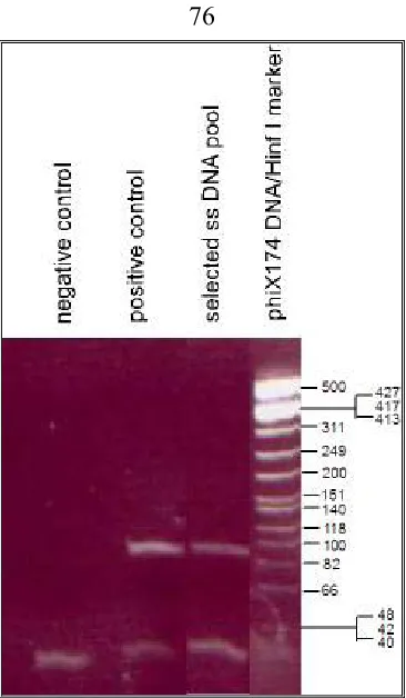 Figure 9 PCR amplification of a selected single stranded DNA pool. The size of the PCR 