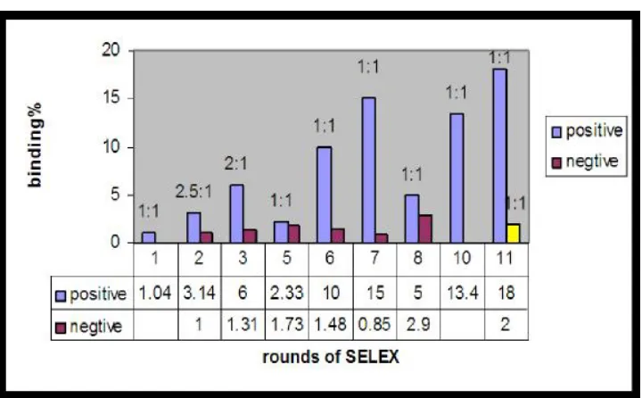 Figure 10 Results of SELEX for selection of an anti-c-Myc aptamer. The basic procedure of 