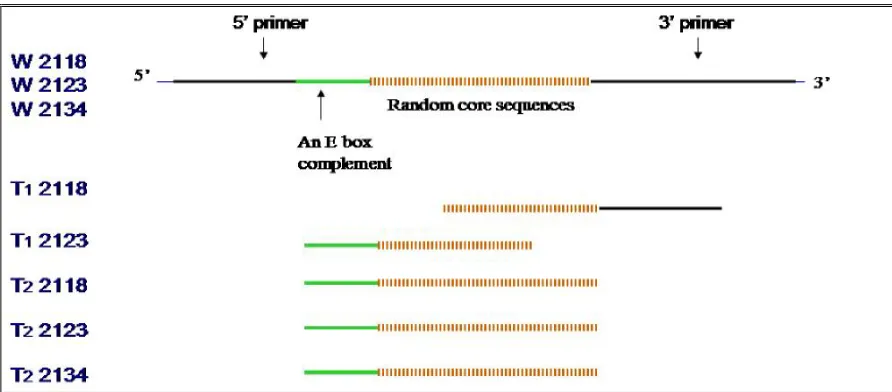 Figure 12 Diagram of the sequences of the synthesized oligonucleotides. The codes on the left 
