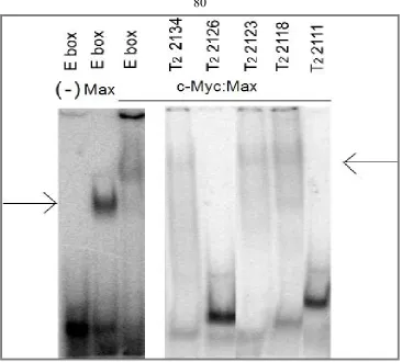 Figure 13 The binding affinity of five cloned oligonucleotides for c-Myc:Max. The five 