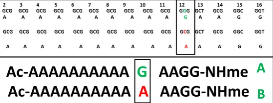 Figure 1. The trinucleotide codons and their encoded amino acid residues and the site of point mutation are given in upper panel; the complete sequence of the studied peptides A (native) and B (mutated) are shown in lower panel