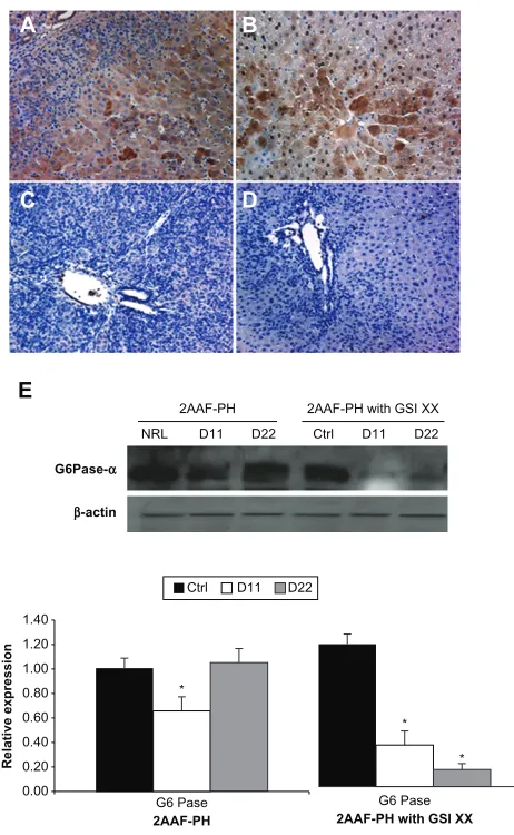 Figure 6 Lack of notch expression leads to generation of functionally impaired groups for control, day 11 post-PH, and day 22 post-PH samples
