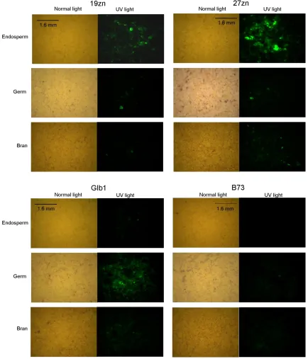 Fig. 2.  Visualizations of transgenic corn and B73 inbred line control after dry grind and fractionation procedure