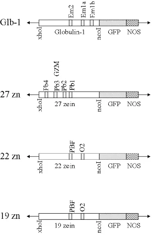 Fig. 1.  Constructs used in transient and stable transformation experiments.  Detailed are 