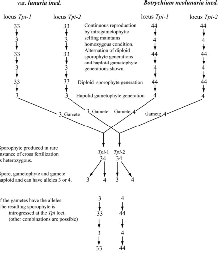 Figure 13. Introgressed genotypes resulting from rare hybridization events between two taxa, differing at two loci, with resulting homozygous introgressed genotypes maintained through intragametophytic selfing
