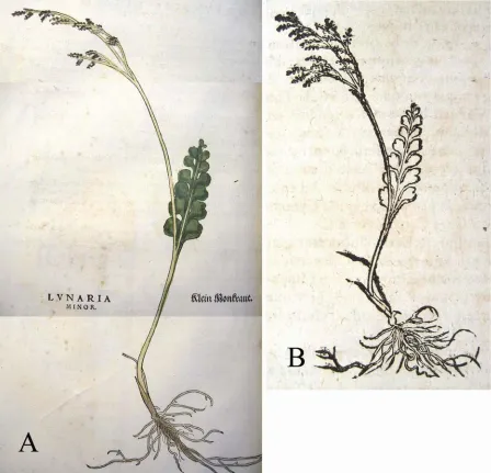 Figure 2. Historical images of Botrychium lunariaLeonard Fuchs. 2b, . 2a, Lunaria minor from De historia stirpium, 1542, by Lunaria botrytis from Historia plantarum universalis, 1653, by J