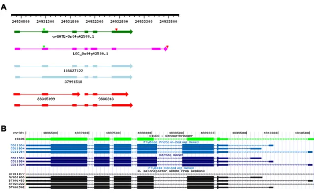Figure 4. Example of novel annotation of predicted U12-type introns in rice and Drosophila