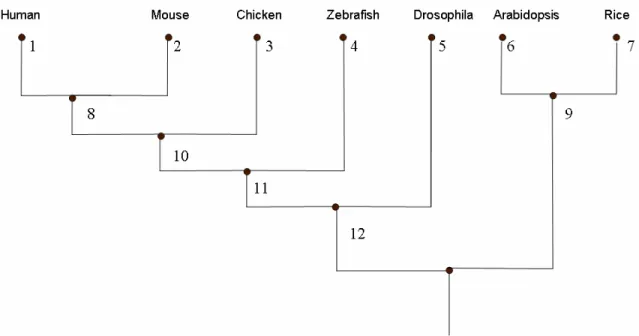 Figure 6. Species tree. 