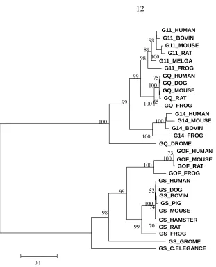 Fig. 1. The NJ tree of Gq and Gs based on the multiple sequence alignment with Poisson distance