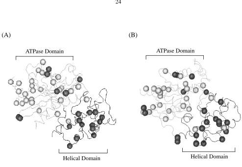 Fig. 7. The mapping of the predicted Type-I and Type-II sites onto protein 3D structures 