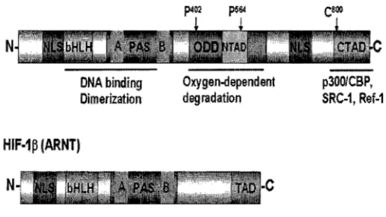Figure 1. Protein domains of HIF-1 a  and HIF -ip. 