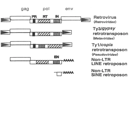 Figure 1. retrotransposons. gene lack whereas direct open Schematic of retroelements. LTR retroelements are bounded by repeats or LTRs as indicated by the boxed arrows