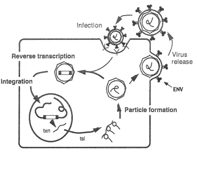 Figure 2. Env integrated membrane, particle cycle, Binding VP For LTR retroelement lifecycle