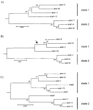 Figure 2. ^/RE/related bootstrap replicates. S/KE7 phylogenetic tree based on DNA p-distances, rooted to 1