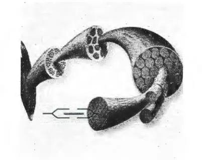 Figure 2.1. Organization of a muscle organ. The Dynamic Human, Version 2. 0, CD ROM, 1998