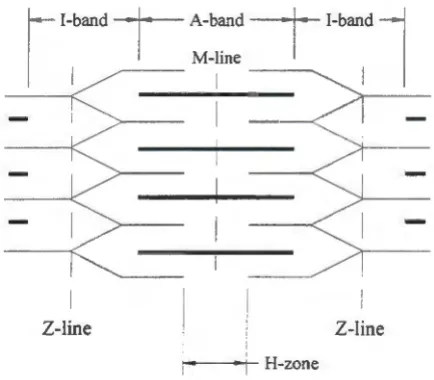 Figure 2.3. Myofibrils arrangement. 