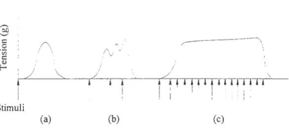 Figure 2.5. (a) Twitch. (b) Wave summation. (c) Tetanus (Marieb, 1995). 