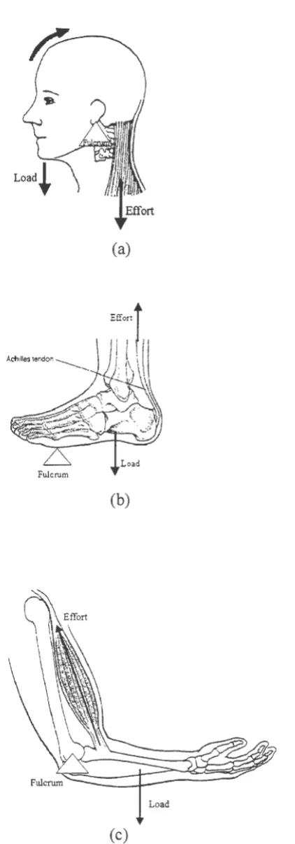 Figure 3.2. Lever systems found in the human body. (a) First-class lever. (b) Second-class 