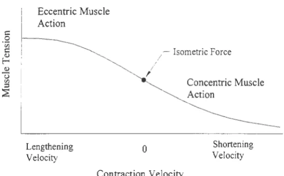 Figure 3.3. Relationship between muscle force, velocity and type of contraction (Hamill and 