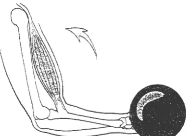 Figure 3.4. Illustration of muscle torque as lower arm moves through its range of motion 