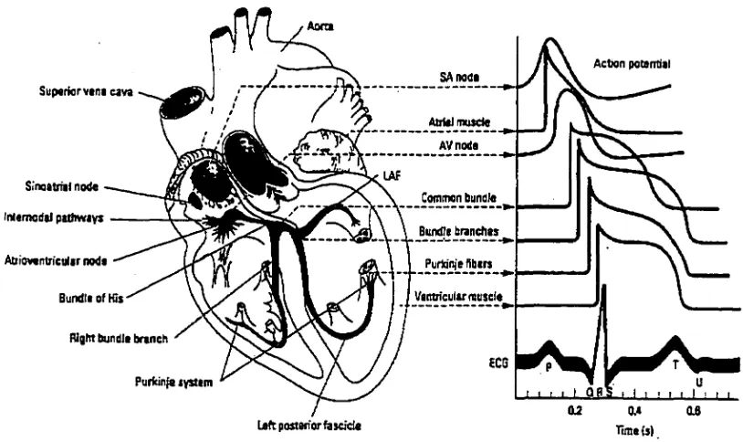 Figure 1. Conduction system of the heart and the electrical activity (Ganong, 1993). 