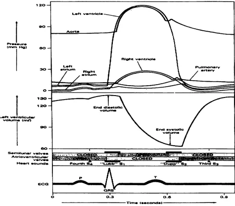 Figure 2. Events of the cardiac cycle (Martini, 1992). 