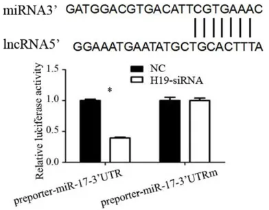 Figure 3. Luciferase report gene detects miR-17 the direct target of H19. Error bars represent standard error